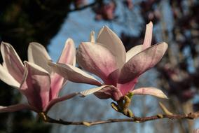 beautiful flowers close up nature