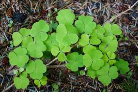 clover in the forest
