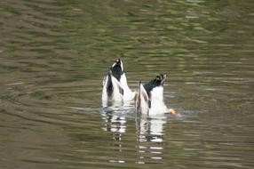 Duck Water Bird