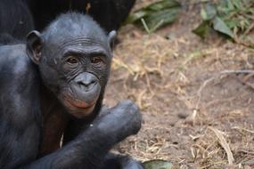 funny monkey sitting and looking