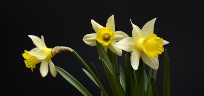 yellow flowers in the night