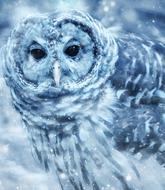 owl bird snow nature art