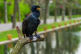 big black bird