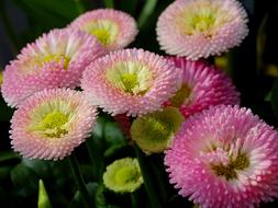 lovely flowers bouquet