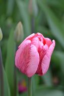 lovely pink tulip