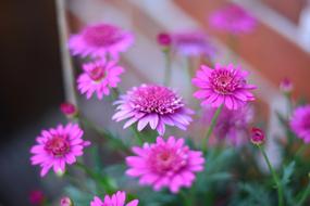 pink flowers by the house