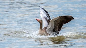 Goose Big Bird Wings Water