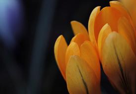 Crocus Flower Spring