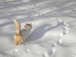 Cat Walking In The Snow