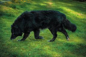 Dog Black Nature