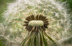 dandelion on green background view