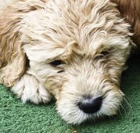 Dog Puppy Golden Doodle