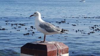 Gull Sea Bird