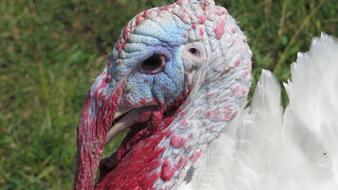 Head Turkey White