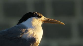 Bird Nature Natural