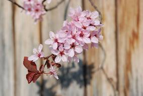 Blossom Bloom Branch