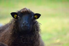 black sheep with gold earrings