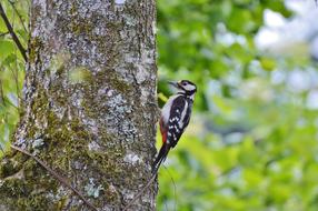 Woodpecker Great Spotted bird in forest