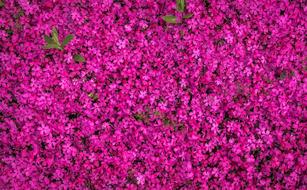 pink Flowers at Spring