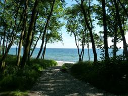 Baltic Sea Beach trees view