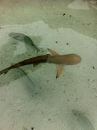Baby Shark Malaysia