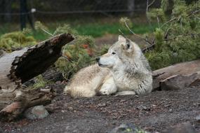 Wolf Animal White