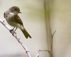 Bird Wildlife Nature