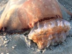 Cannonball Jellyfish Gills Beach