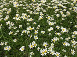 field of daisies on the grass