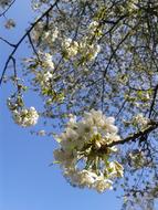 flowers on a tree branch against a blue sky