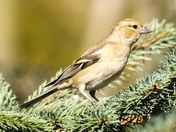 Chaffinch Fink Bird