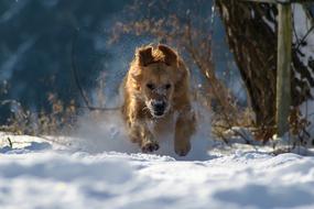 Dog Winter Snow