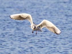 Black Headed Gull Seagull Bird