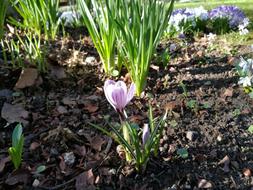 garden tulips at home
