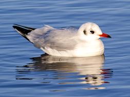 Black Headed Gull Seagull Bird