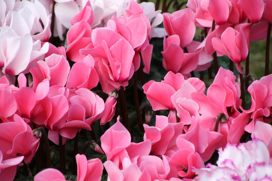 Flower Red Pink