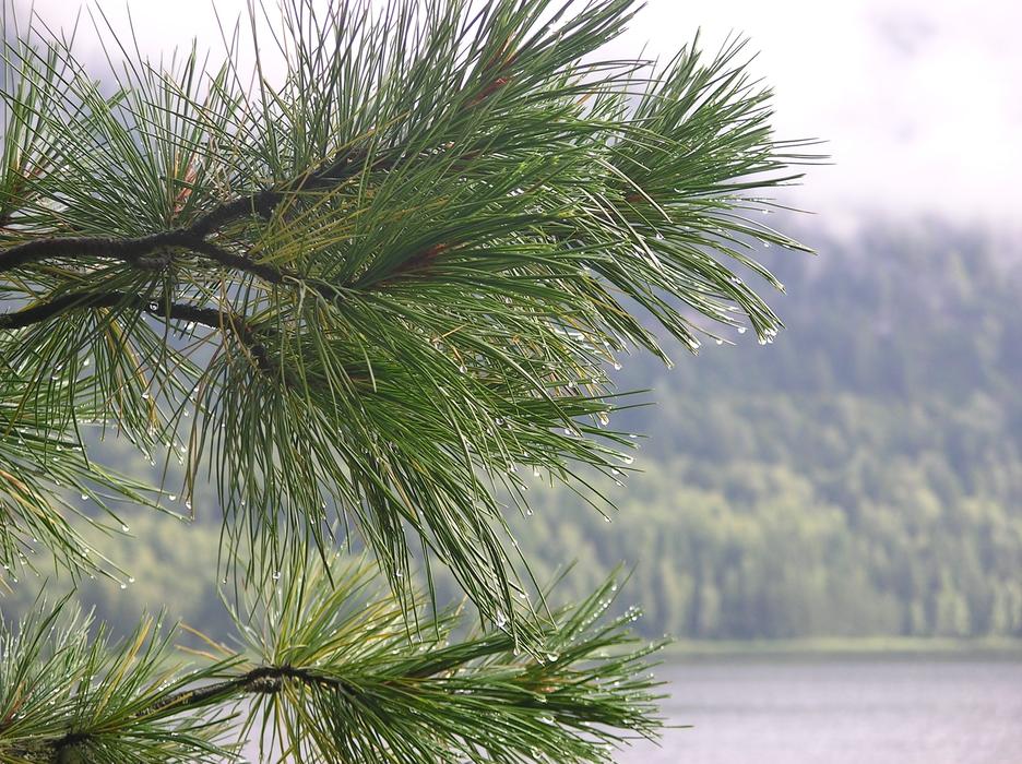 After The Rain Nature On Lake