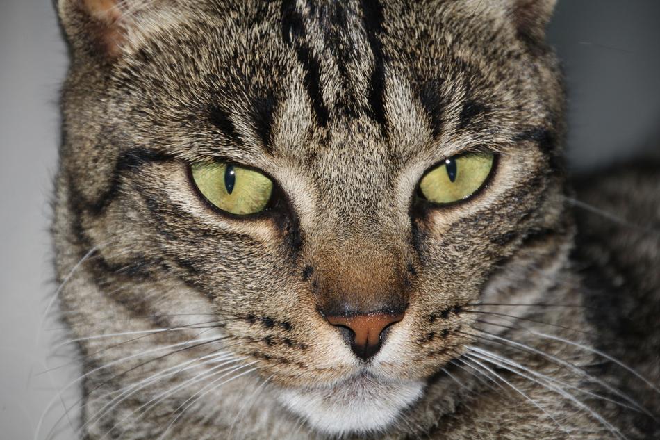 Cat Head Closeup