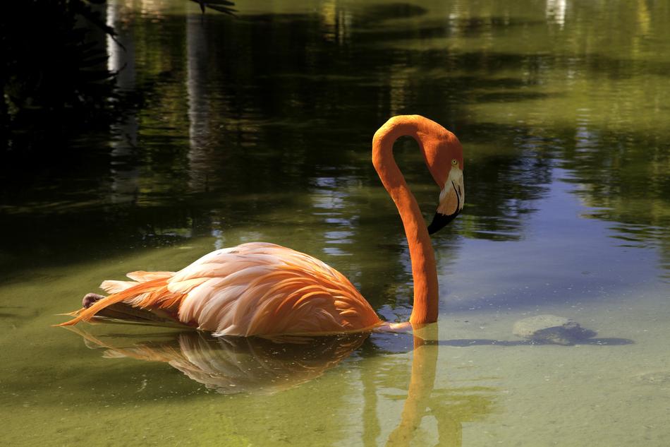 Flamingo Pink Bird