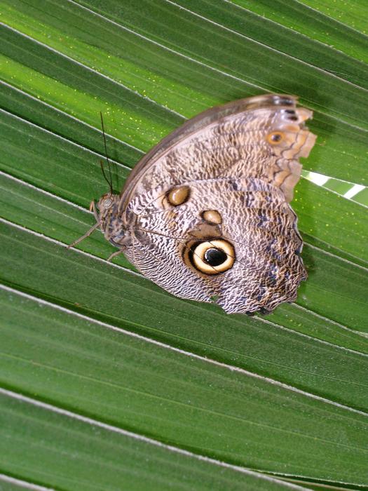 beautiful butterfly on a green leaf
