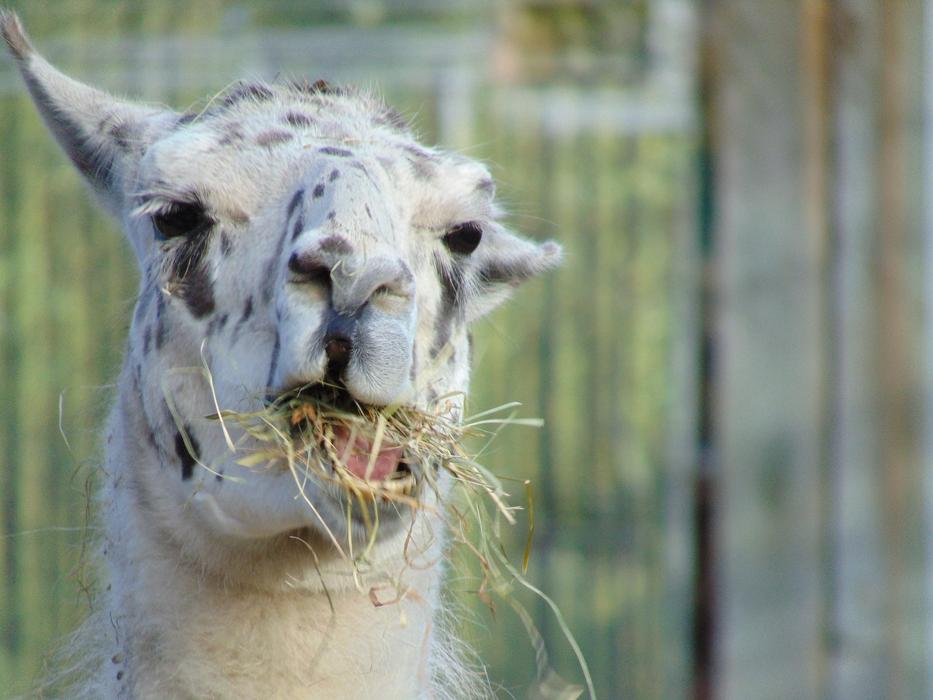 Lama Ruminant Tooth
