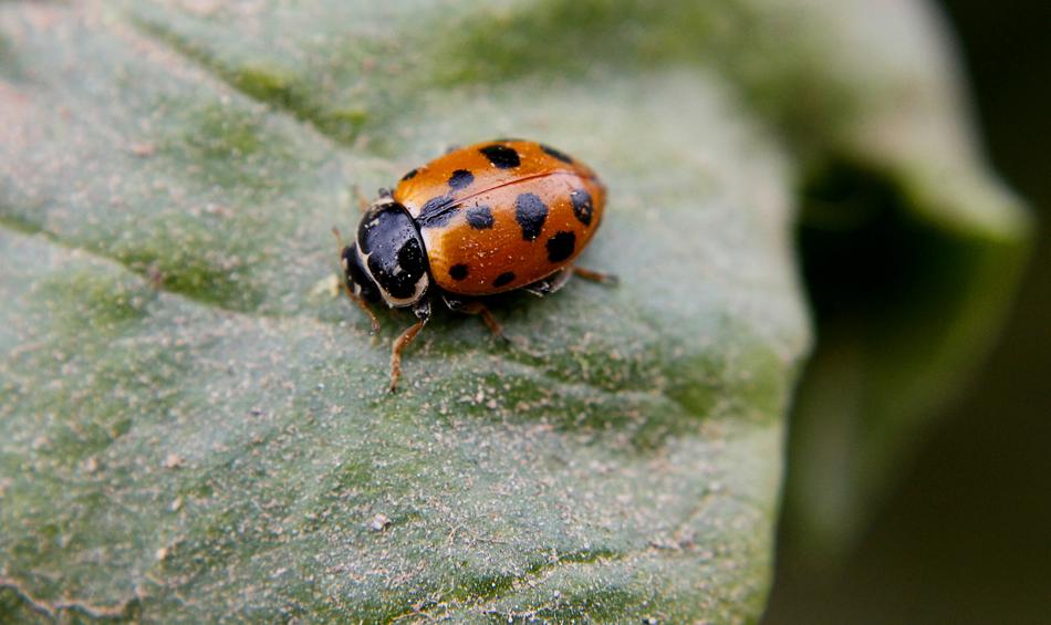 Chinita Field Insect