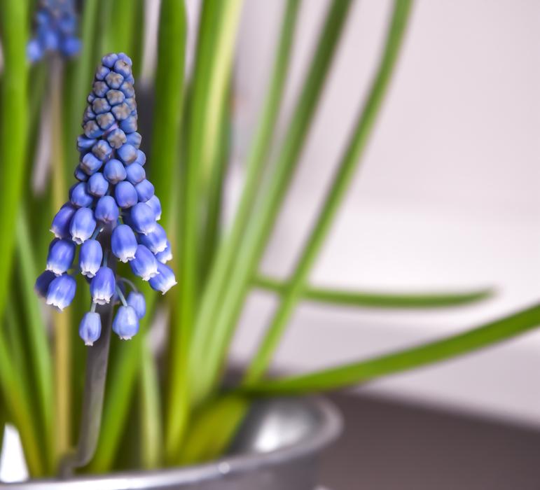 home beautiful flower blue