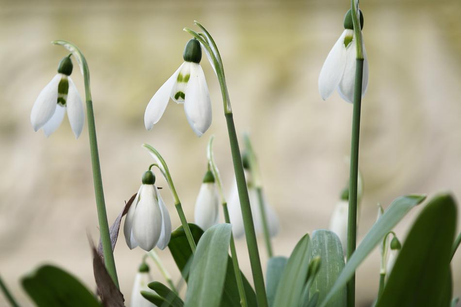snowdrops in the garden