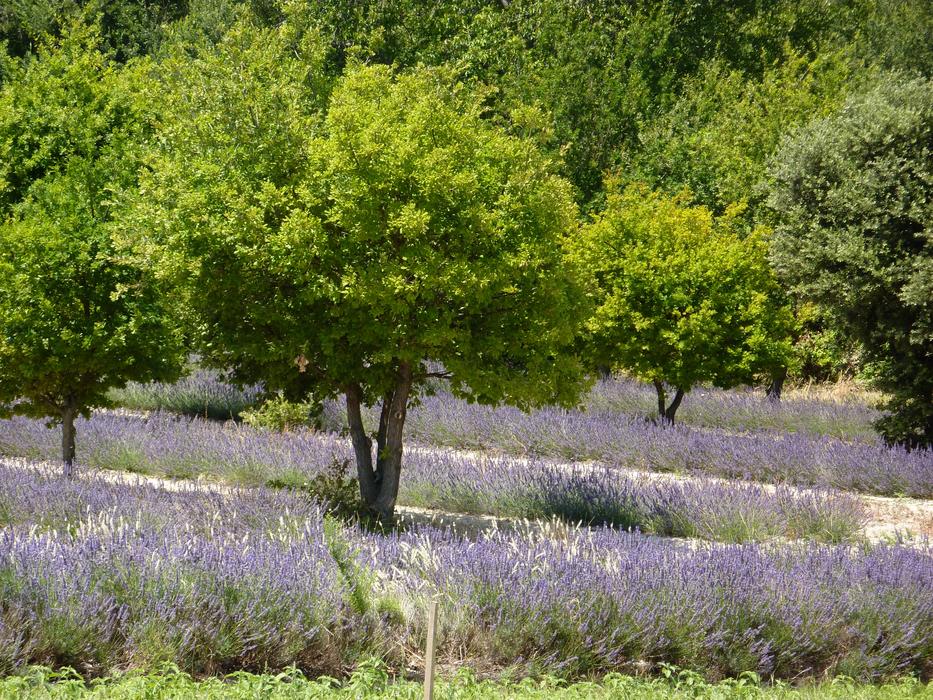 Provence Flowers Nature
