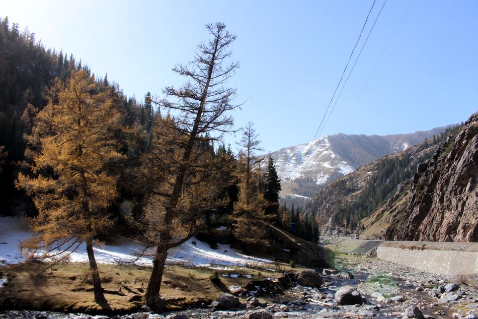 Snowy Pine trees on mountain