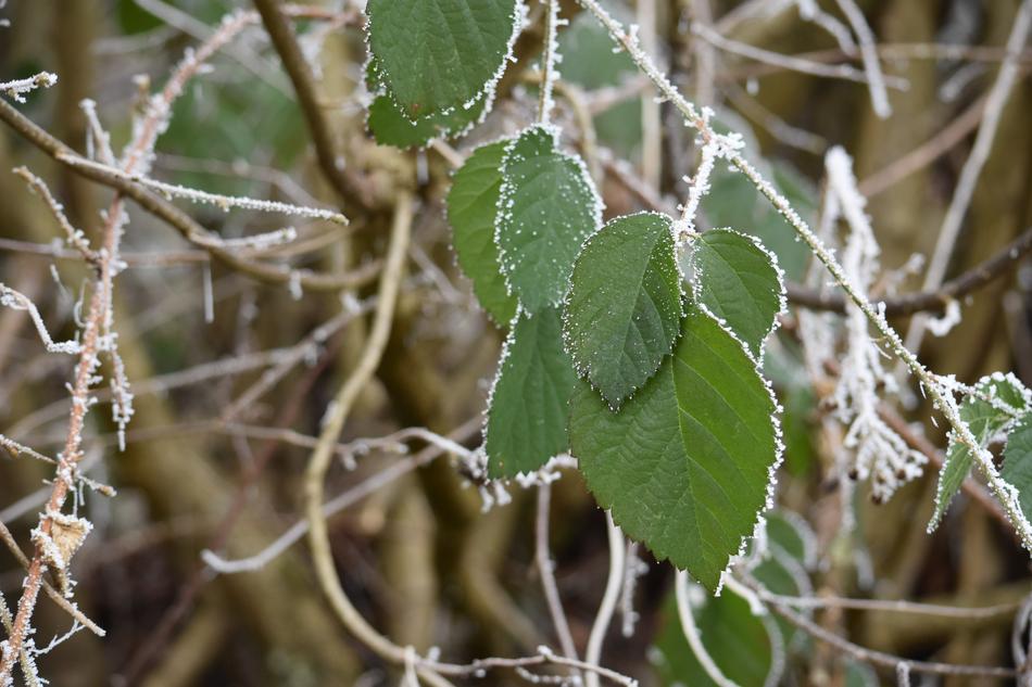 green leaves in the dry grass