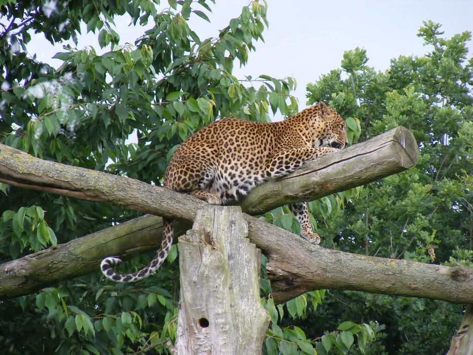 Leopard Wild Animal