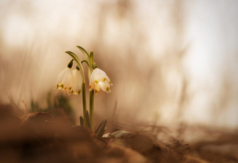 small flowers on an orange background