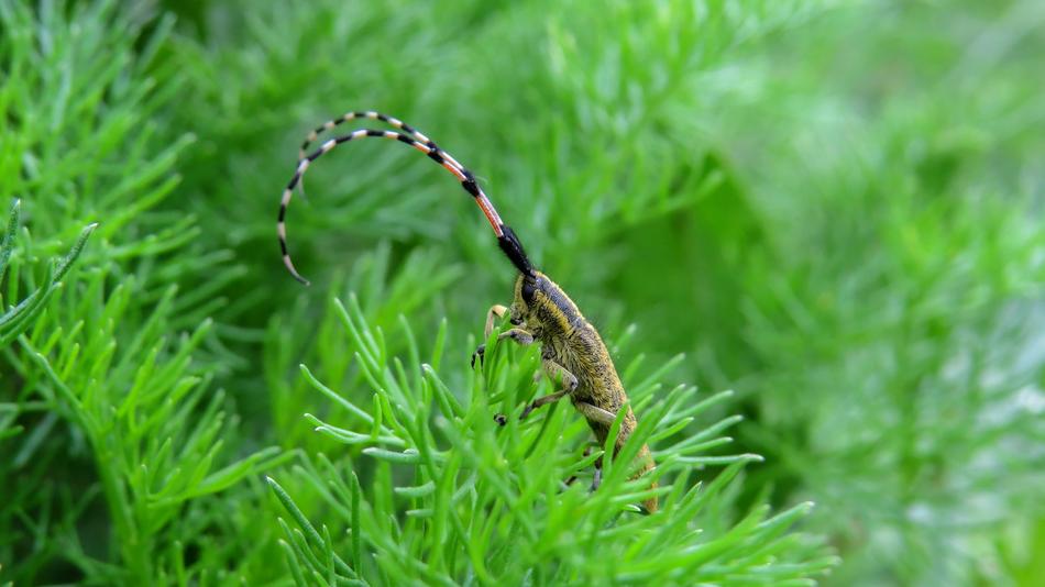 The insect beetle Cincer